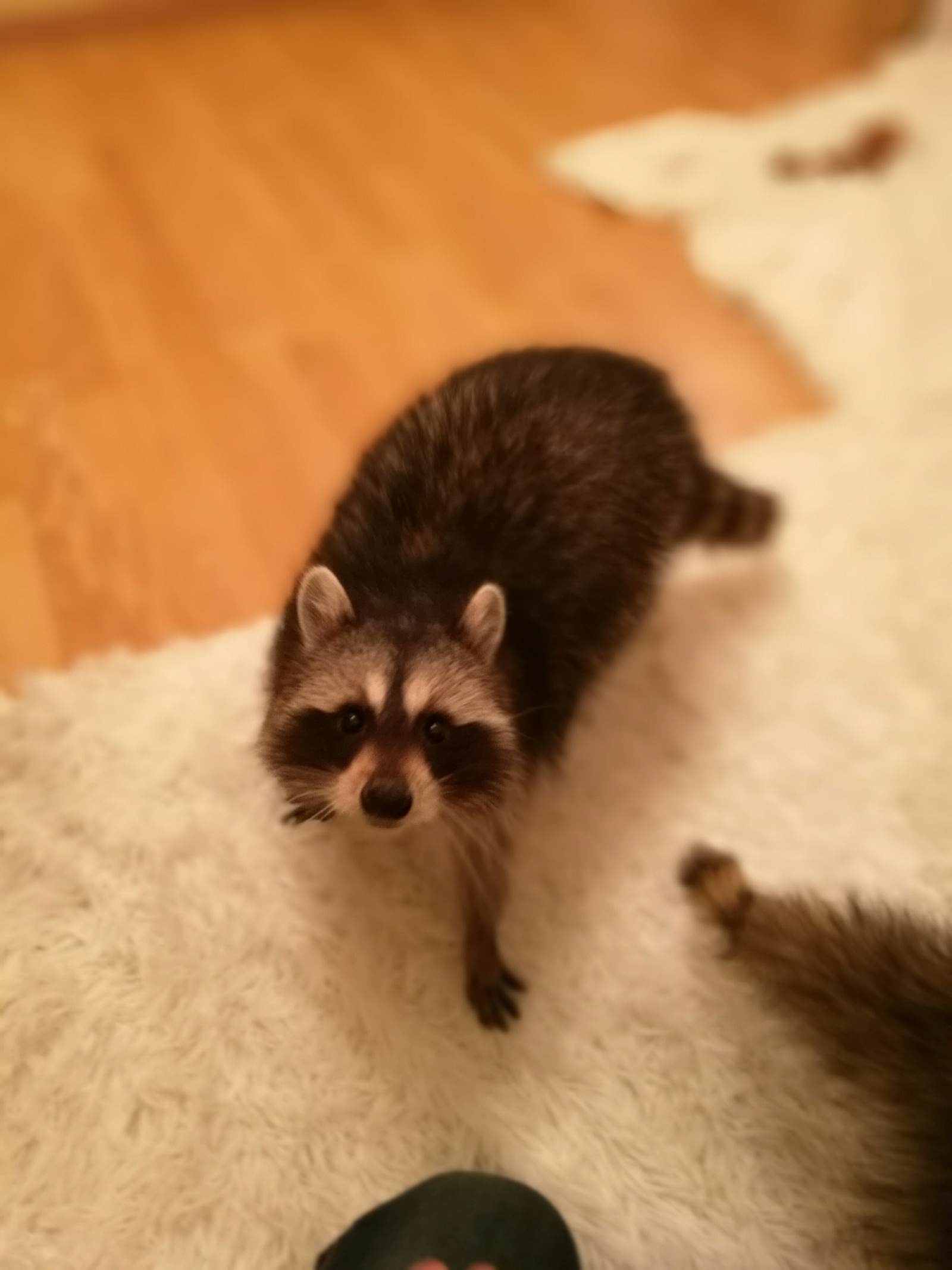 House of Raccoons - My, Raccoon, Animals, , Longpost