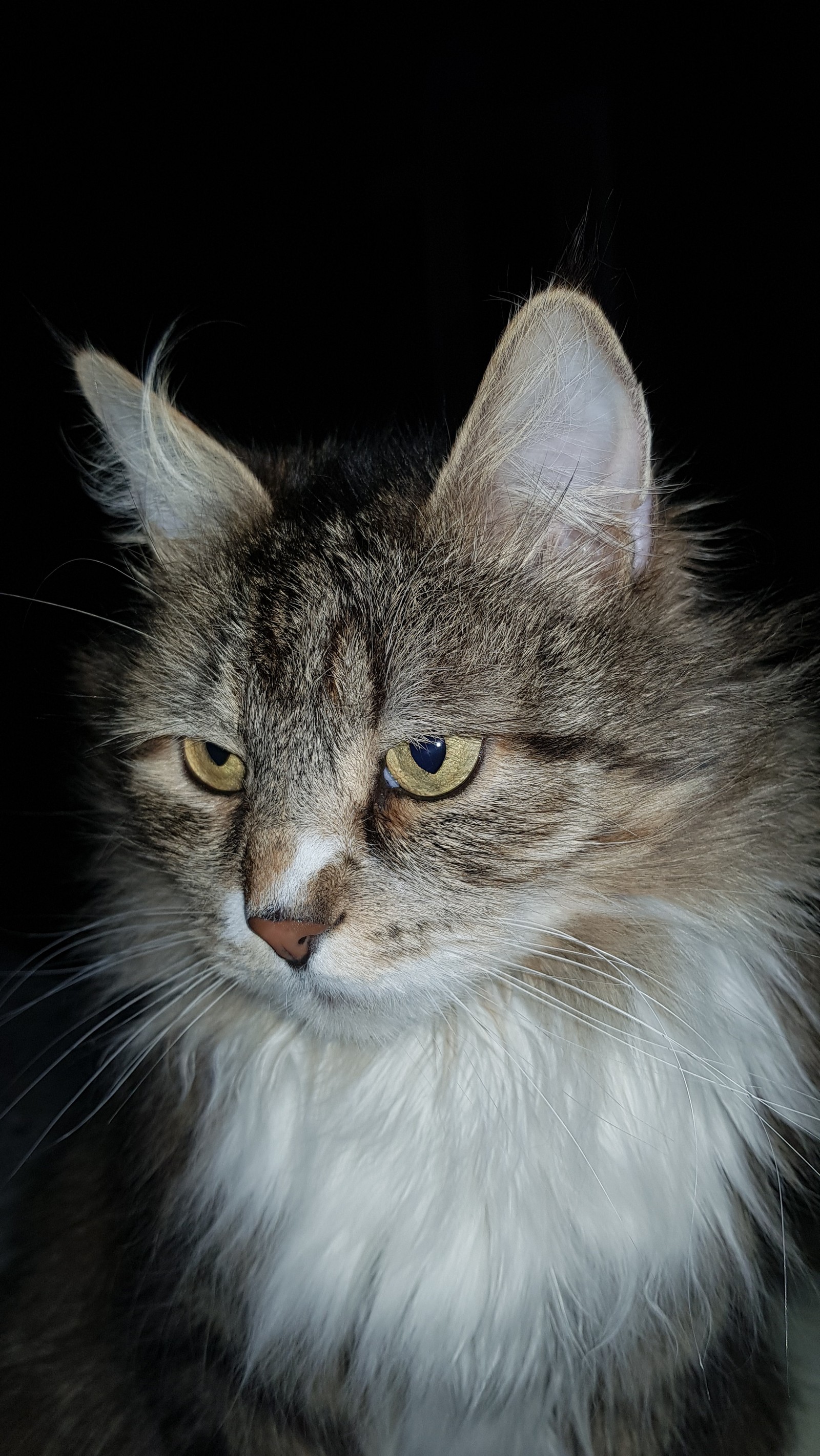 My old man - My, cat, The photo, Pets