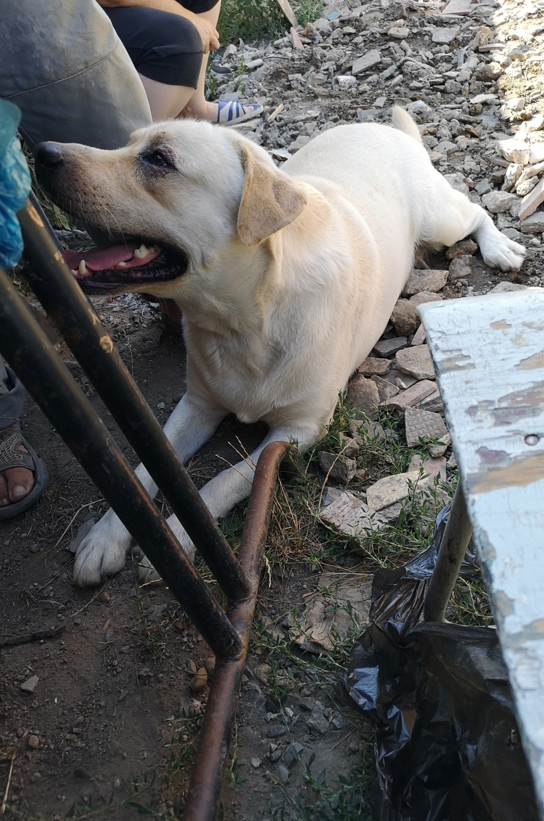 Abundant, Stavropol Territory, lost Labrador! - My, Abundant, Dog, Animals, Lost, Help me find, No rating, The dog is missing, Labrador, Longpost