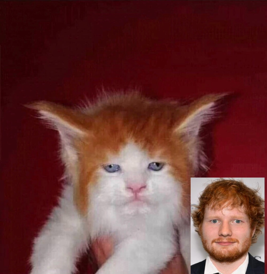 If Ed Sheeran was a cat - cat, Animals, Funny animals, Ed Sheeran, Monday is a hard day, Mood