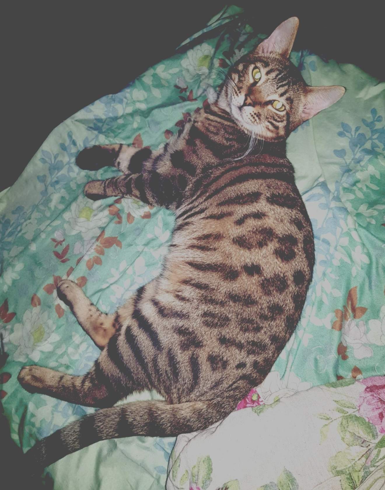 Post for those who want to have a Bengal. - Bengal cat, Big cats, Bengal, Longpost, cat