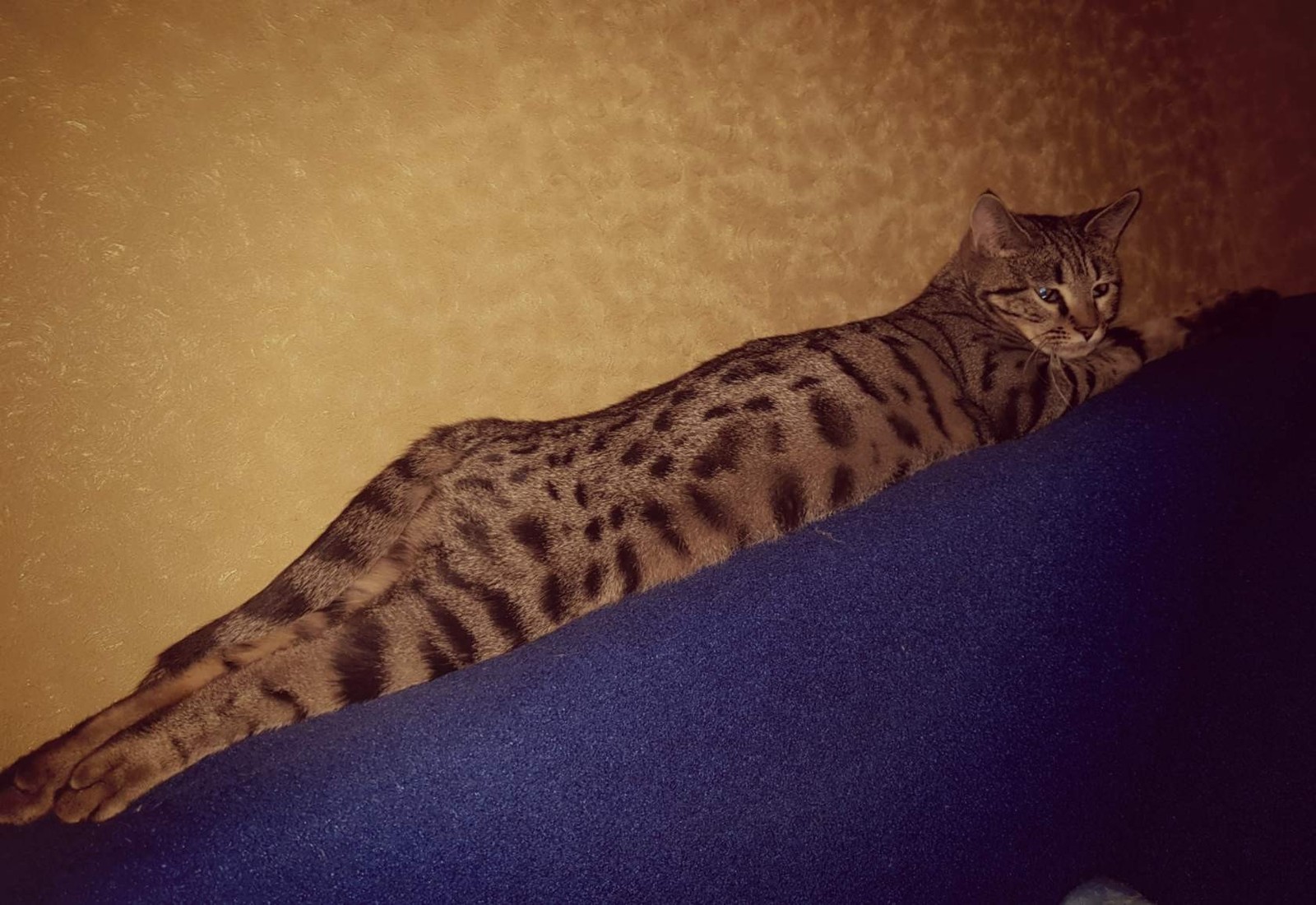 Post for those who want to have a Bengal. - Bengal cat, Big cats, Bengal, Longpost, cat