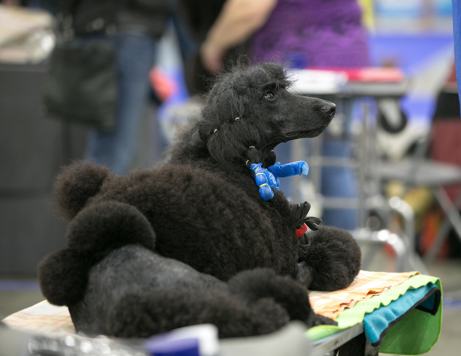 Spied at a dog show - My, Dog, Animals, The photo, Dog show, Dog days, Longpost