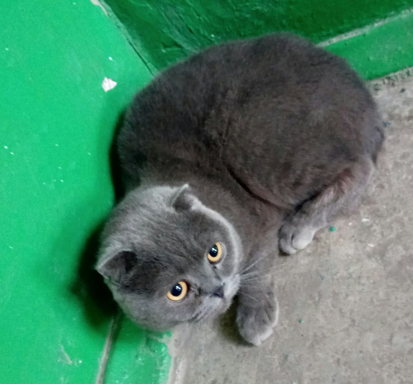 Found a cat. - My, Found a cat, Ufa, cat, Lost, No rating