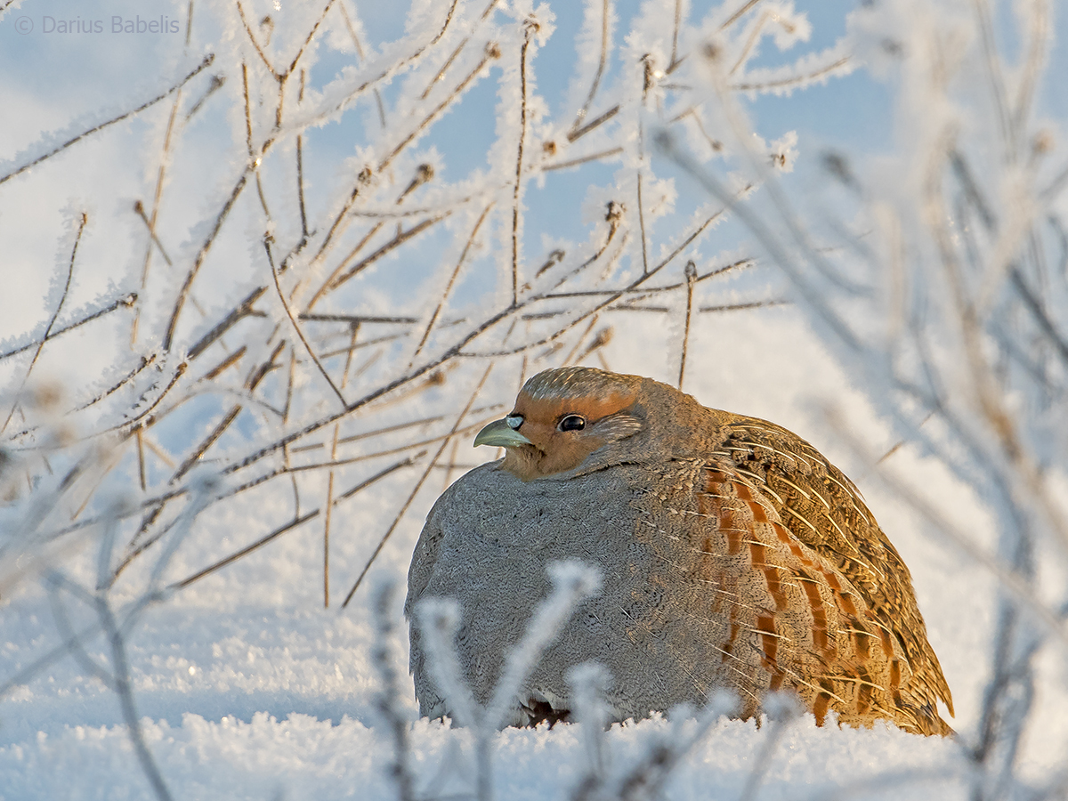 When I spent the winter with my grandmother - Partridge, The photo, Birds, Milota, Grey partridge, Snow, Winter