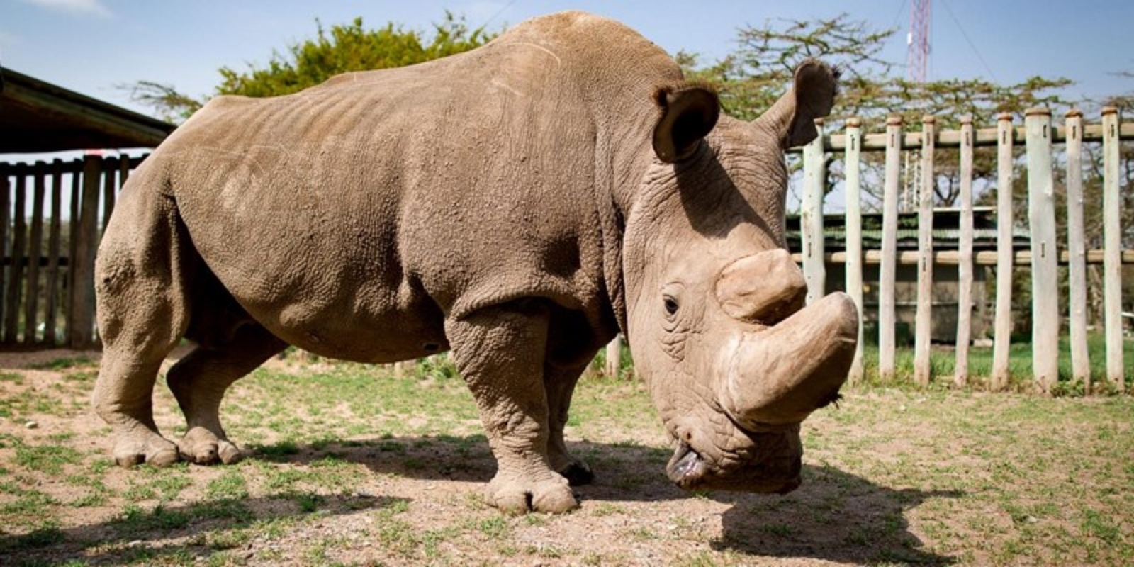 How alternative medicine is killing rhinos. - Zoology, Rhinoceros, Poachers, The medicine