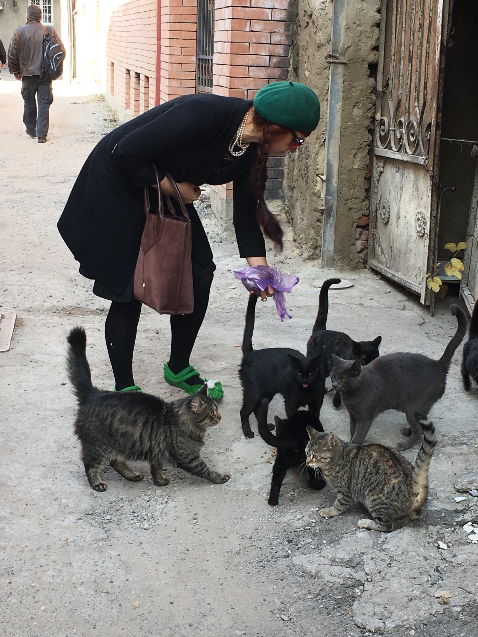 Tbilisi. Catomafia)) - My, Tbilisi, cat, Animals