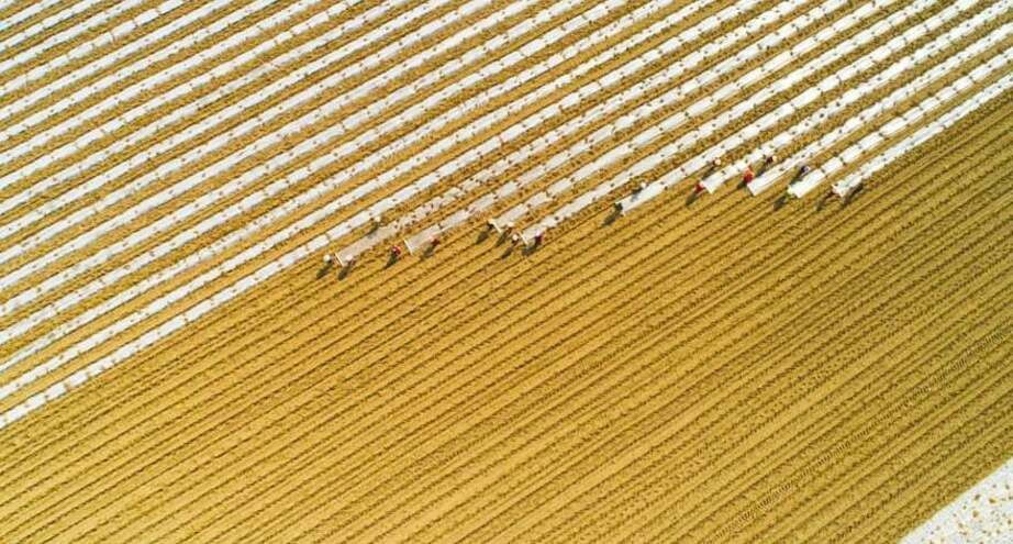 Corn - Chinese, Corn, The photo