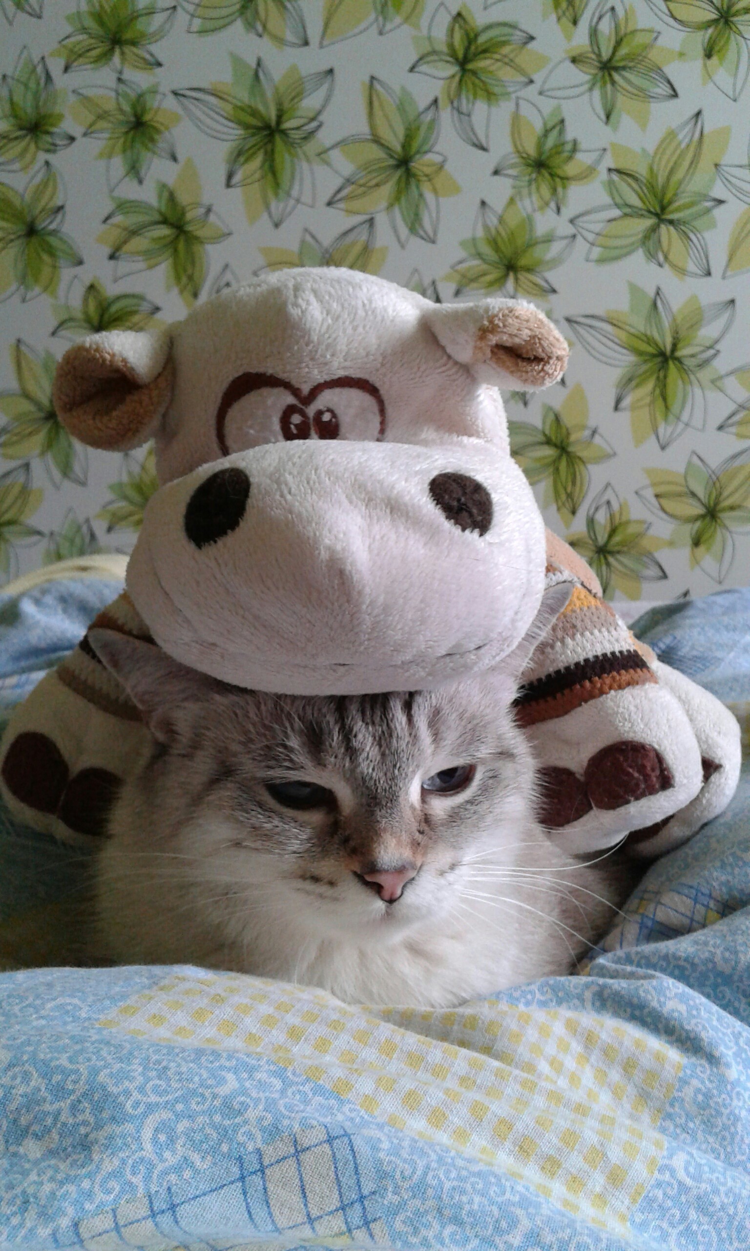 Two hippos - My, cat, Milota, Thai cat, hippopotamus, Pets