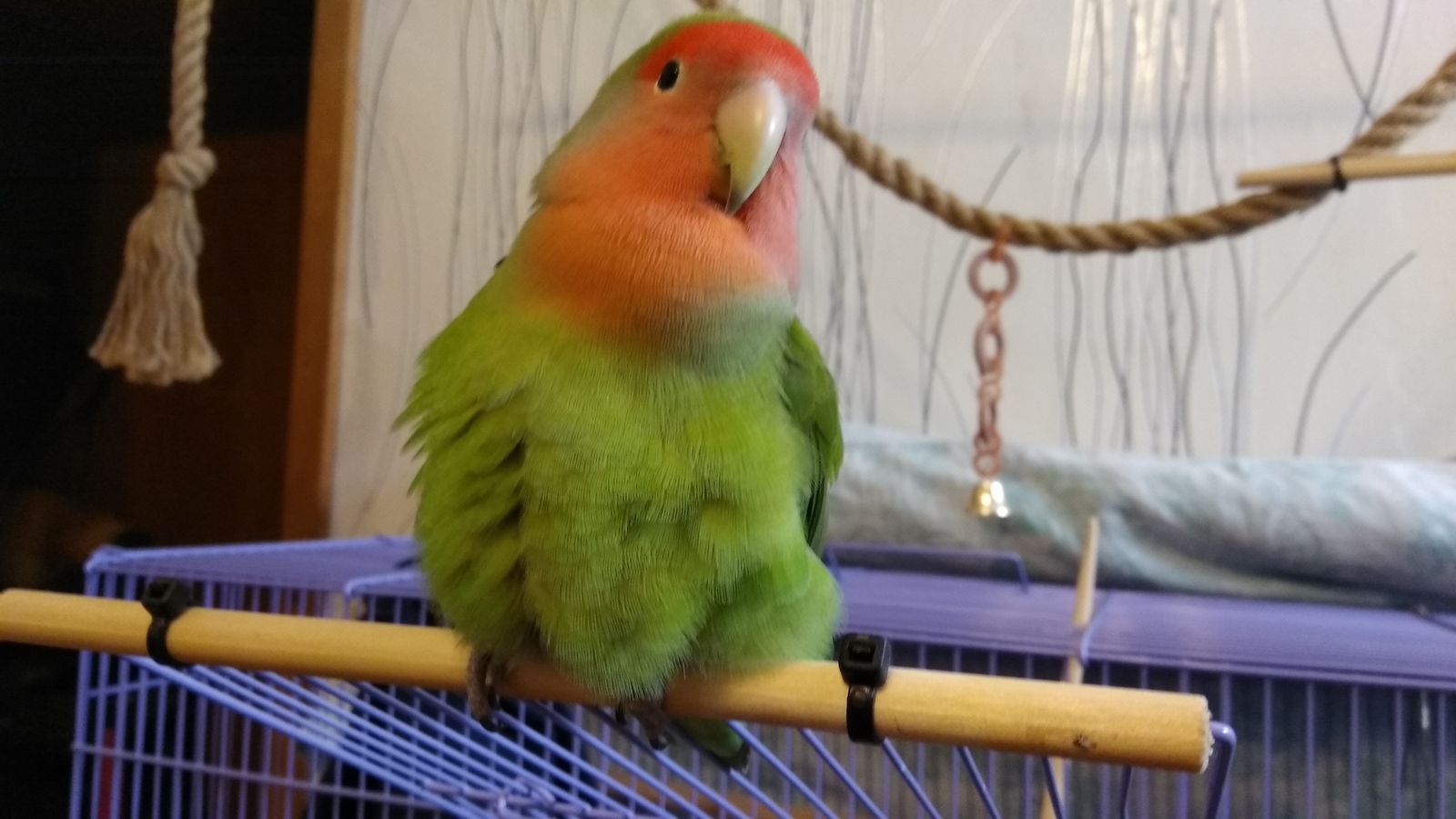 News from the Nest - My, A parrot, Lovebirds, Totosh's parrot, Nest, Eggs, Longpost, Birds, Pets