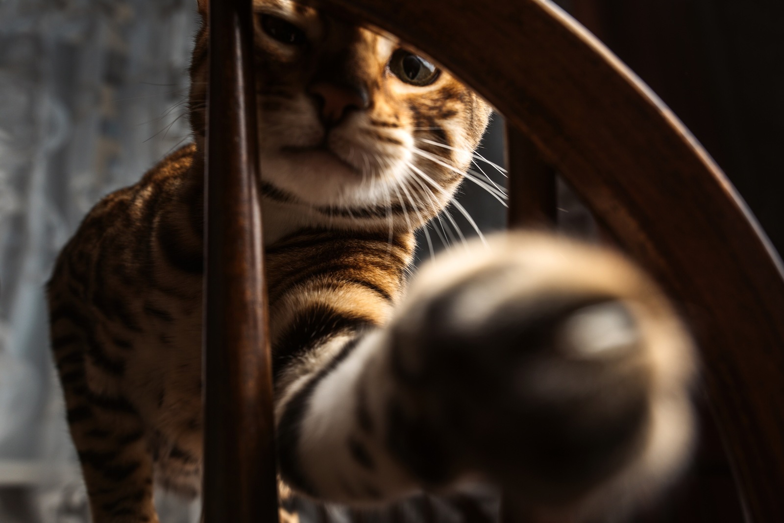 Bengal cat - My, The photo, Bengal cat, Longpost, cat, Pets