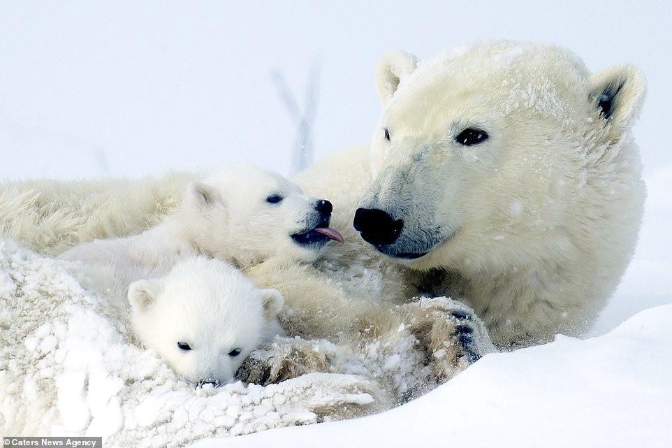 Cute 3 month old white bears play with mom - Polar bear, Bear, Longpost, The Bears