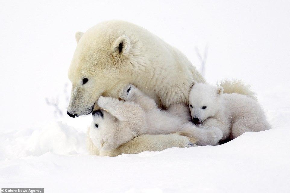 Cute 3 month old white bears play with mom - Polar bear, Bear, Longpost, The Bears