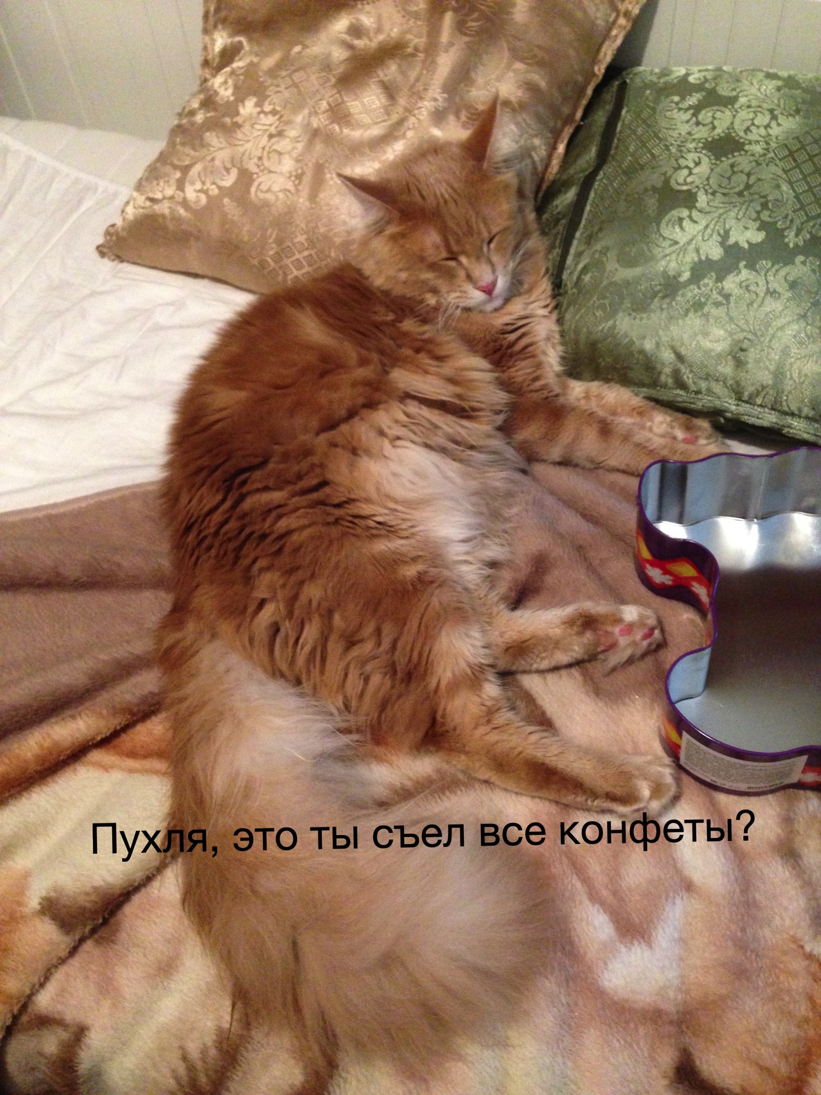 The hard life of a cat - My, cat, Redheads, Memes, Maine Coon, Longpost, The photo, Video, Vertical video, Pets