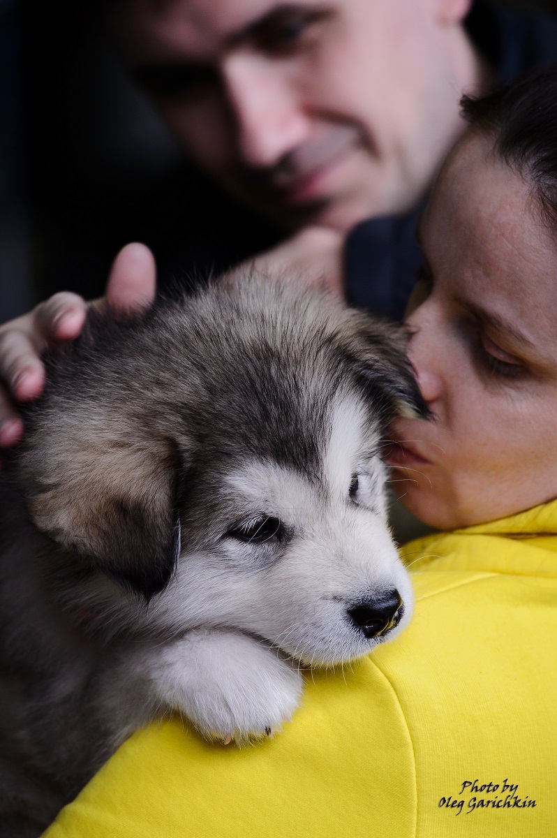 A new series of reportage shots from dog shows held in the South of Russia in 2018, enjoy watching))) - My, Dog, Dogs and people, Dog breeds, Dog show, Animalistics, Longpost, Pets