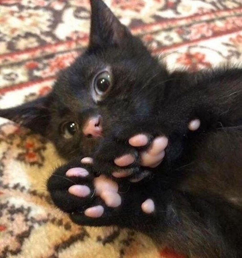 -Go to work! - I can't, I have paws! - Paws, cat, Pets