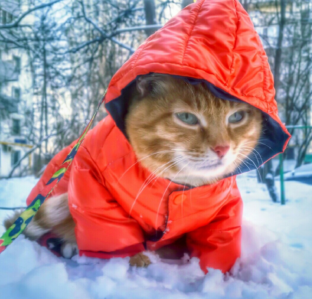 Waiting for Spring - My, cat, Handsome men, Walk, Pets