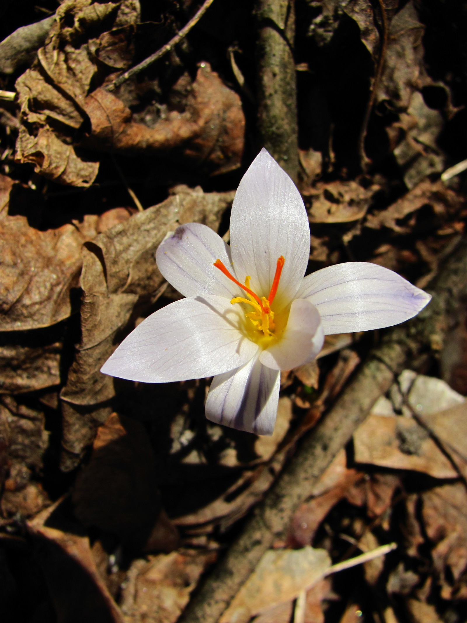 Lilac beauty - My, Spring, Primroses, Lilac flowers, Freshness, Longpost