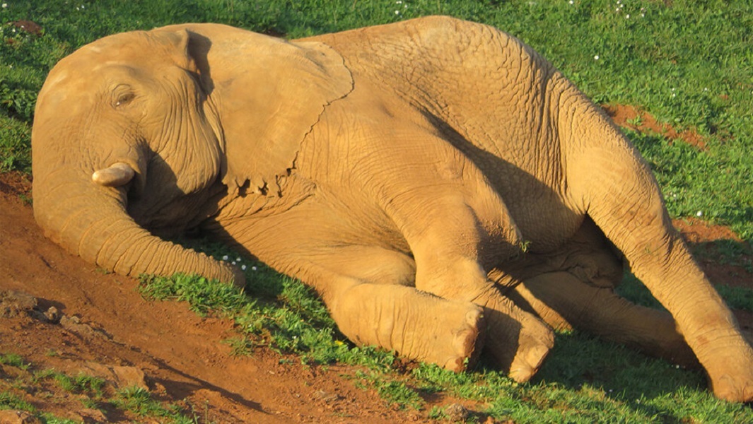 Different animals sleep in different positions - why? - The national geographic, Nature, Kangaroo, hippopotamus, Elephants, Longpost