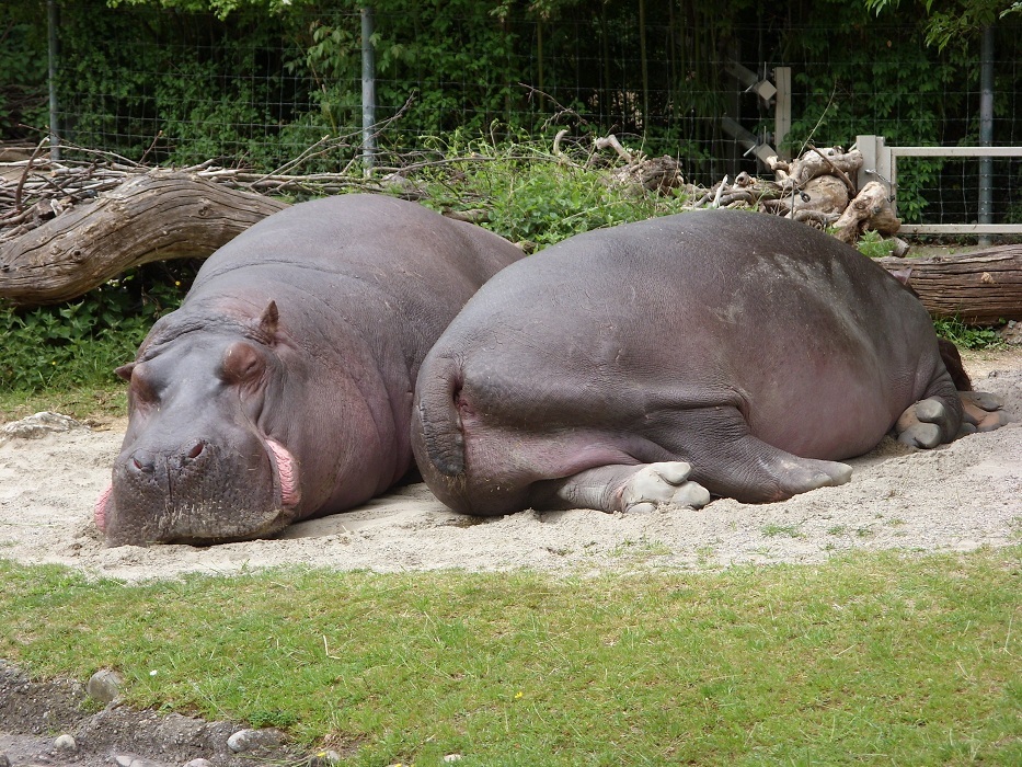 Different animals sleep in different positions - why? - The national geographic, Nature, Kangaroo, hippopotamus, Elephants, Longpost