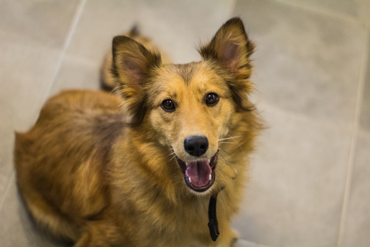 Smiling dog Mandarin - My, Dog, Shelter, Kaluga, The photo, Longpost, Pets