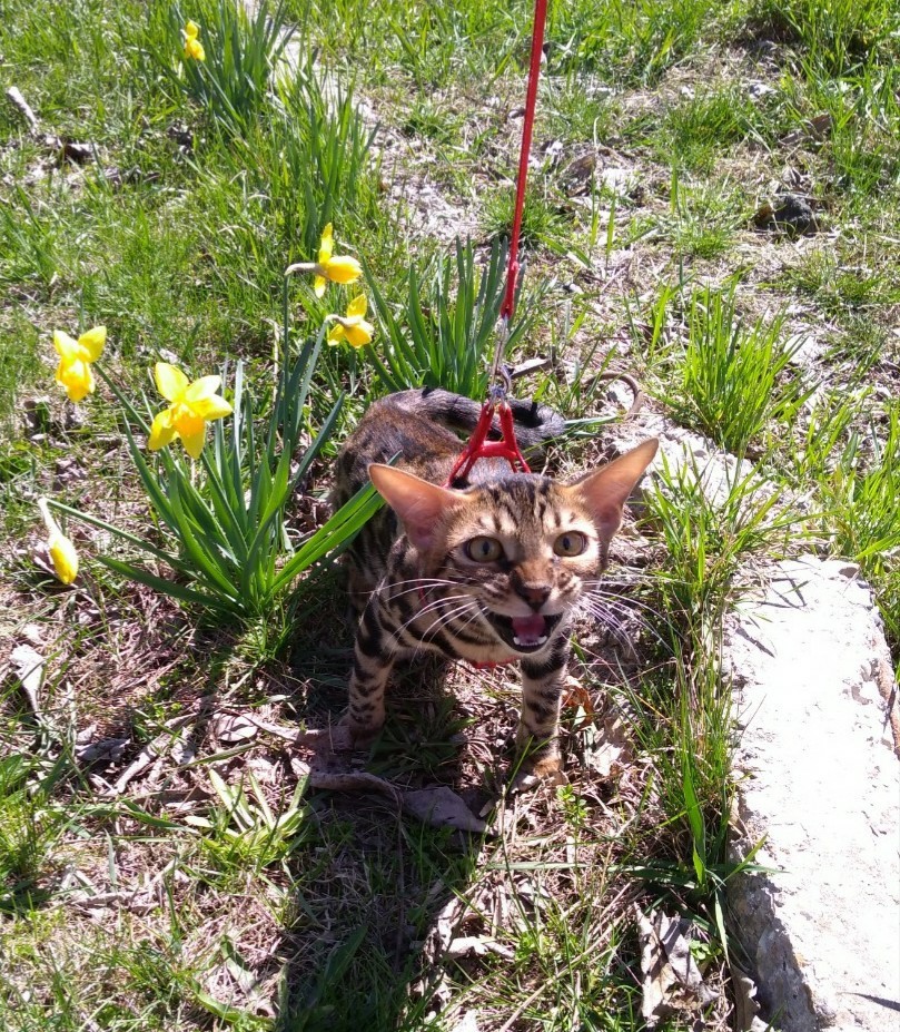 First walk - My, cat, Catomafia, Bengal cat, Milota, Birthday, Longpost, Fasting April 1, 2019