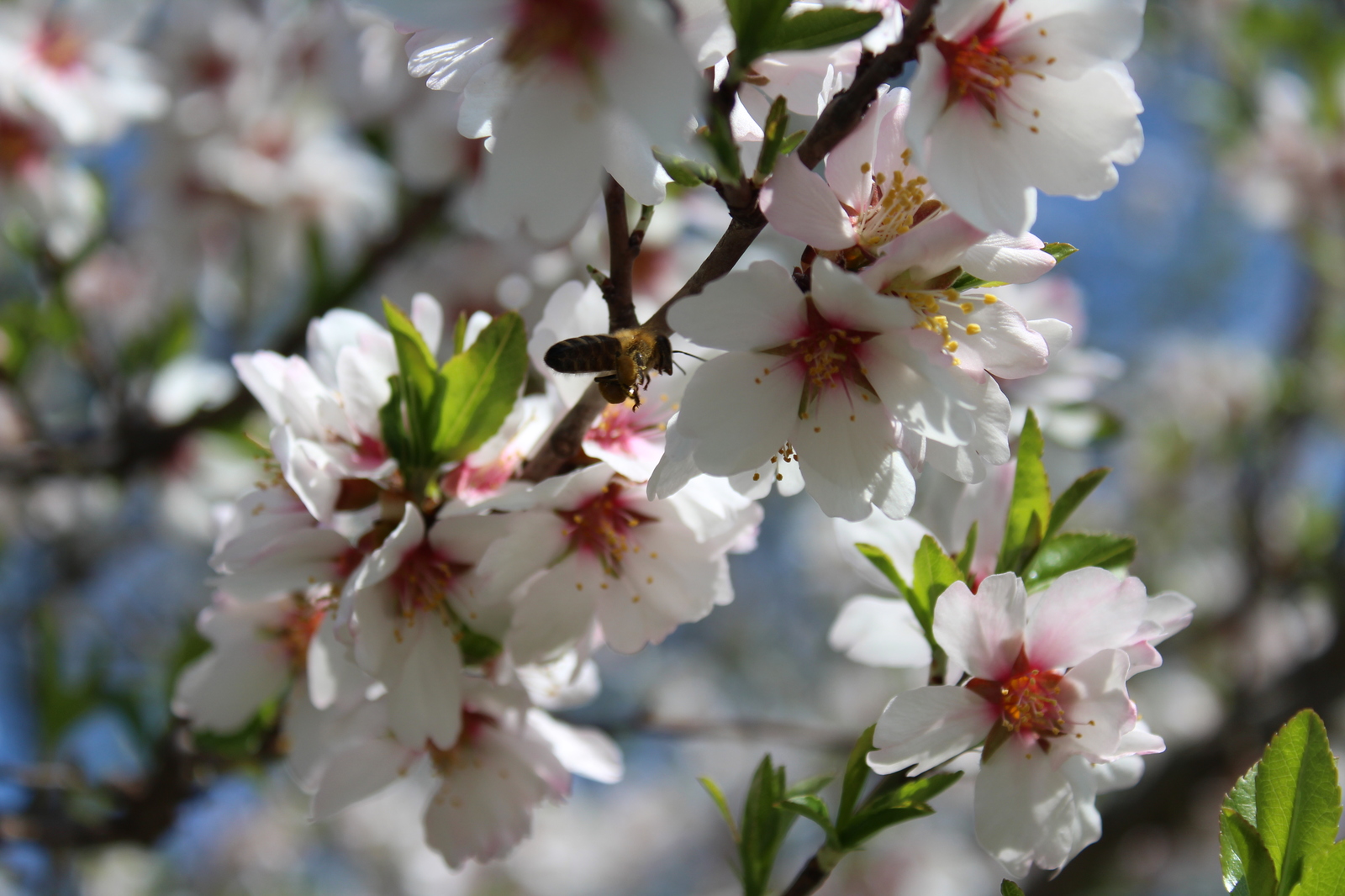 Spring. - My, Spring, Prague, Pollination, Flowers