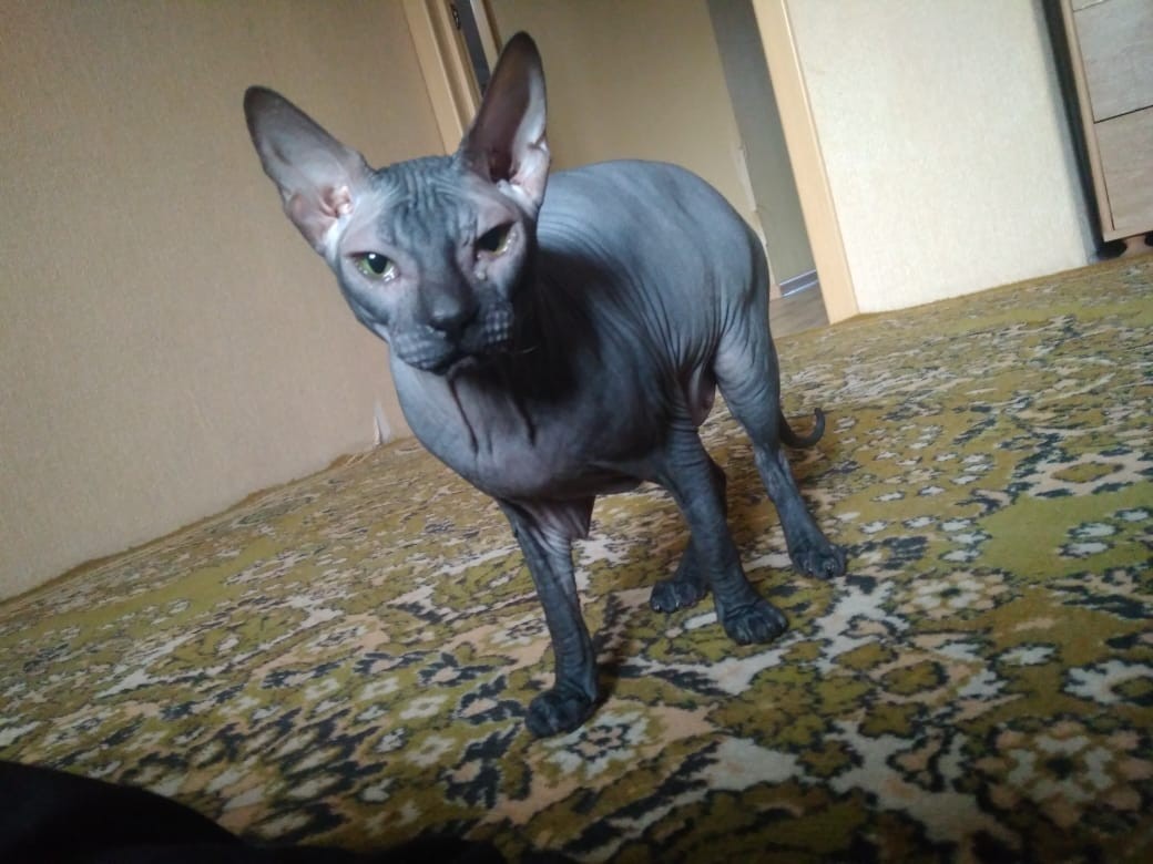 dulcinea - cat, Don Sphynx, Pets