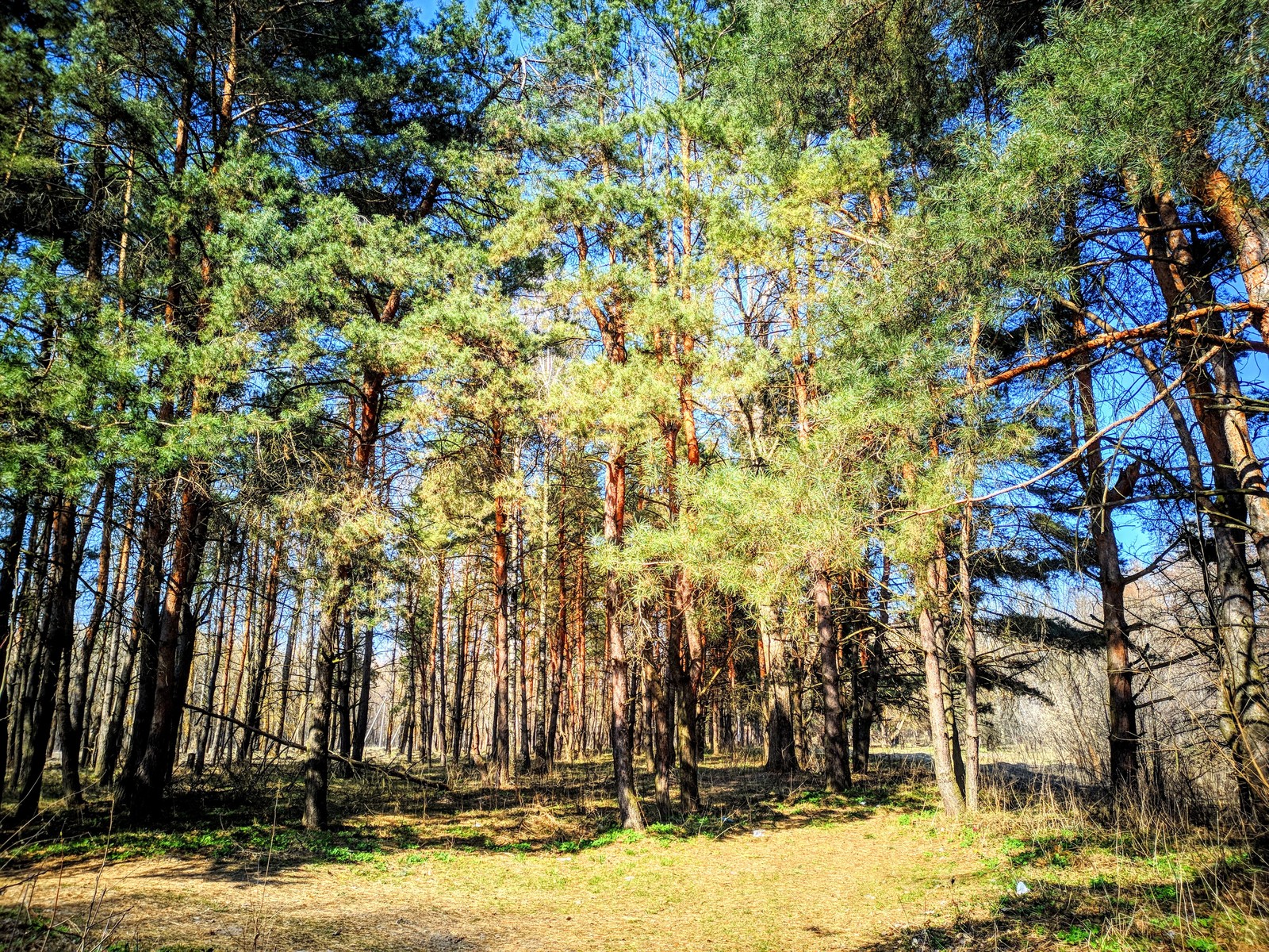 native species - My, Nature, The photo, Forest, River, Village, The street, Peacock, Longpost