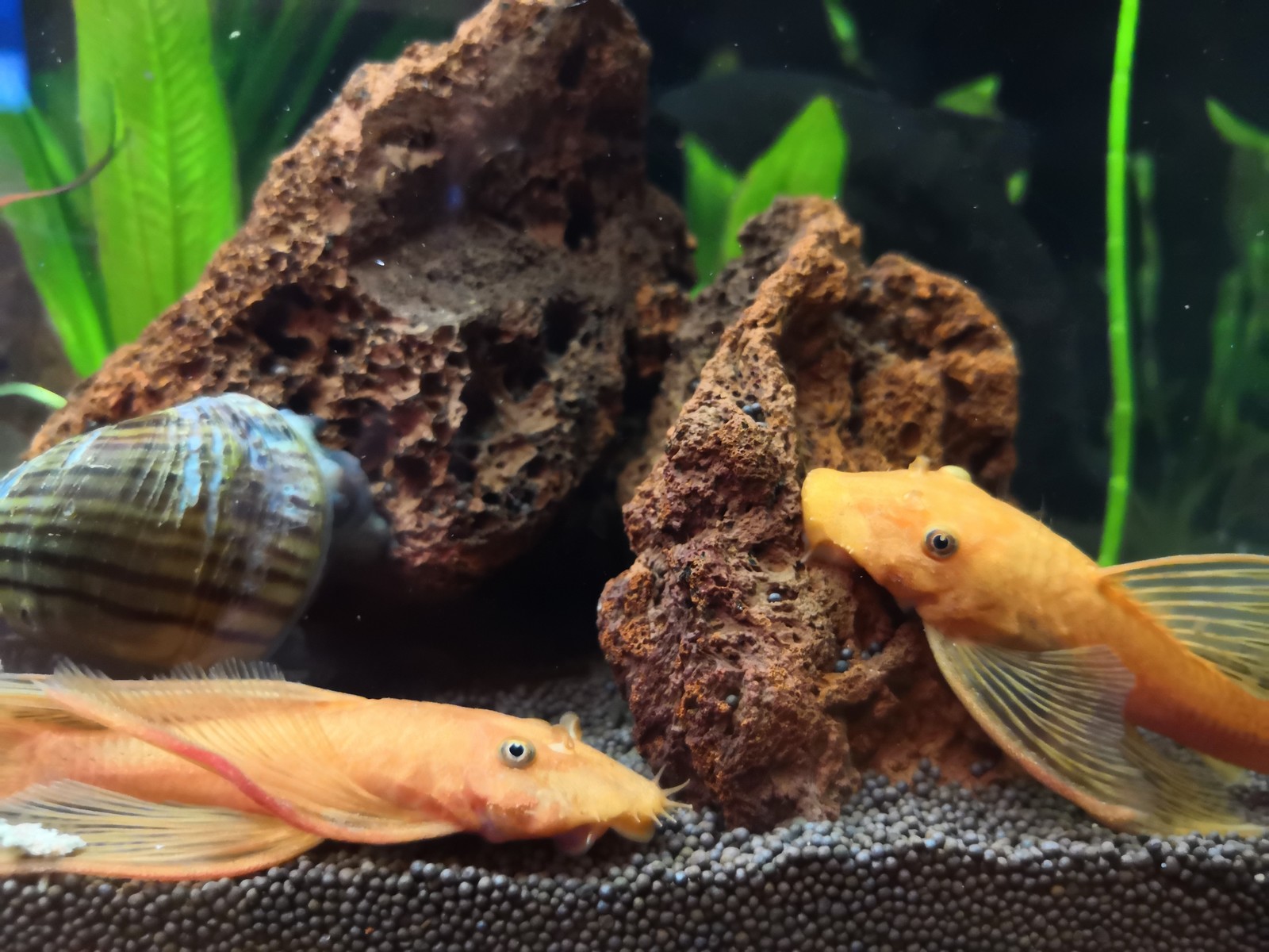 aquarium inhabitants. - My, Aquarium, Catfish, Catfishes, Aquarium fish, Aquarium, A fish, Ancistrus, Pterigoplicht, Longpost