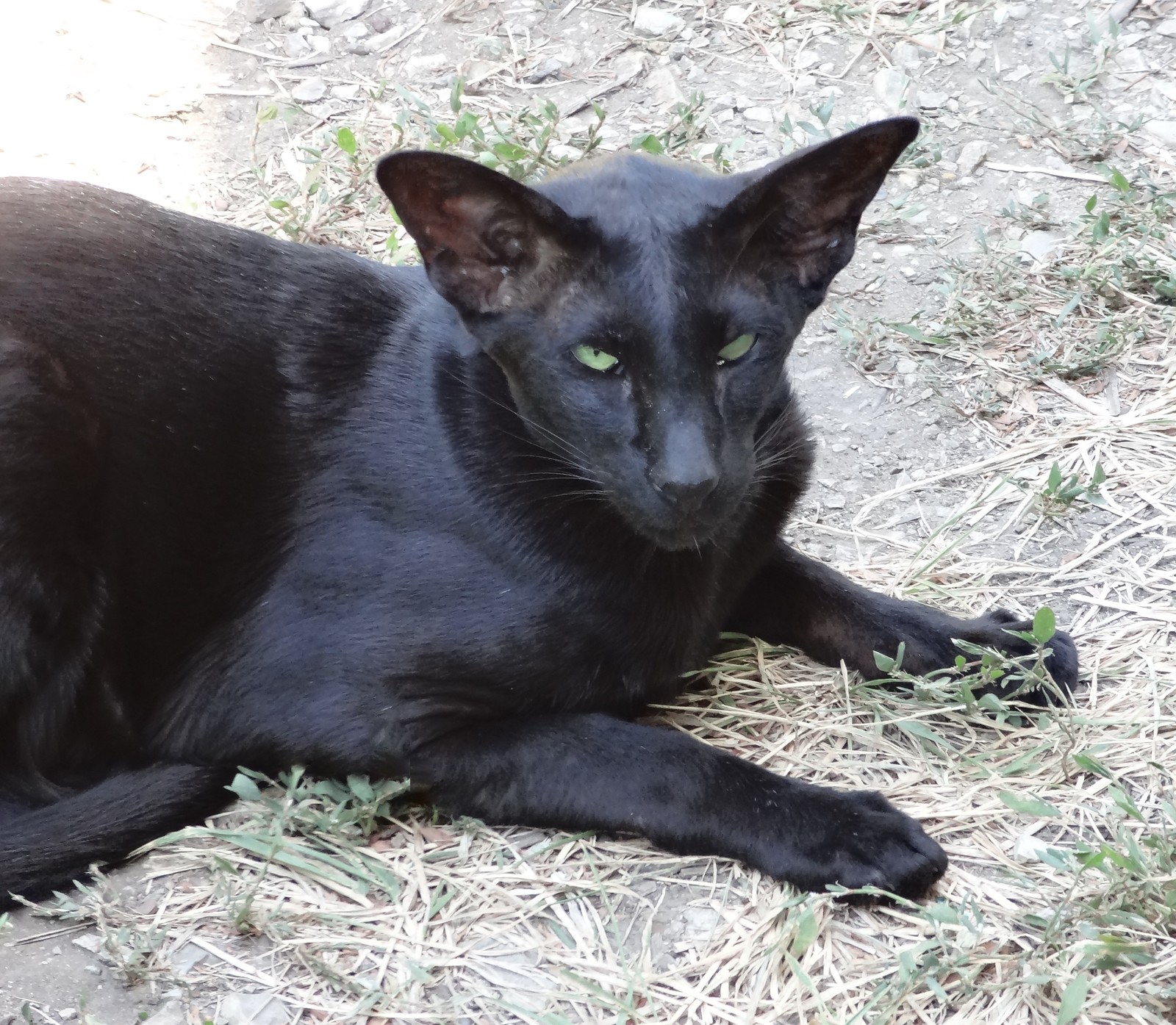 Well, since people liked the beast, I looked for more photos. - cat, Longpost, Oriental cats, Fasting April 1, 2019