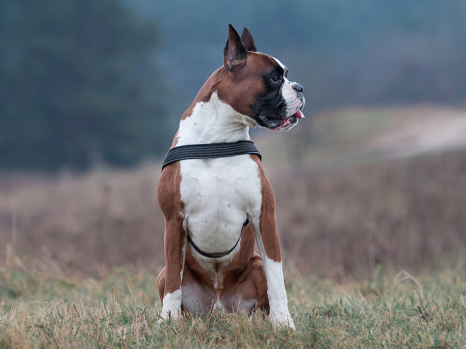 Boxer - My, Dog, The photo, Animals, Longpost