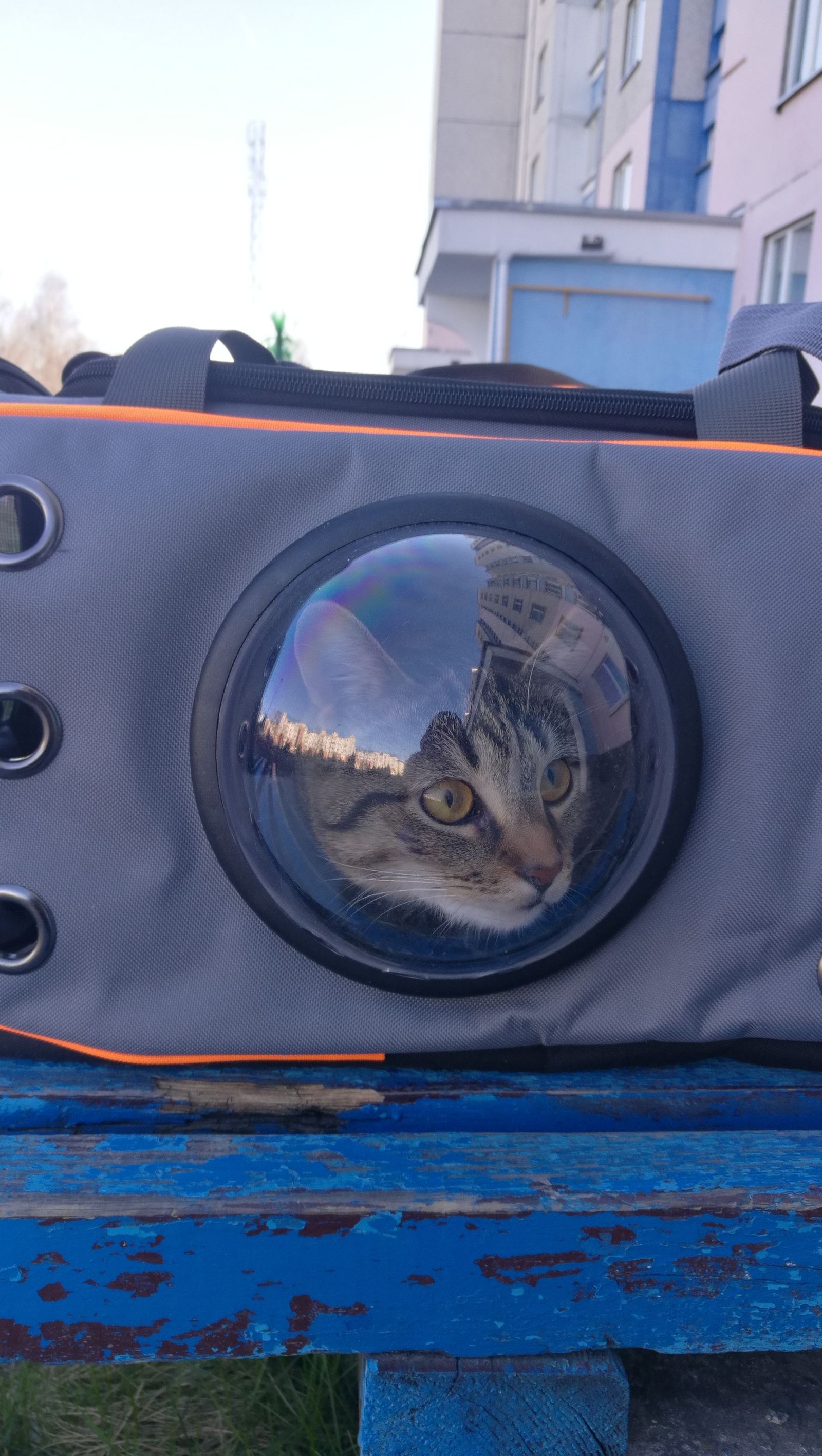 The earth is visible through the porthole... - My, cat, Pets, Carrying, The photo