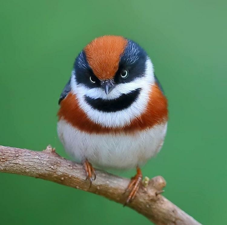 red-headed tit - The photo, Birds, Tit