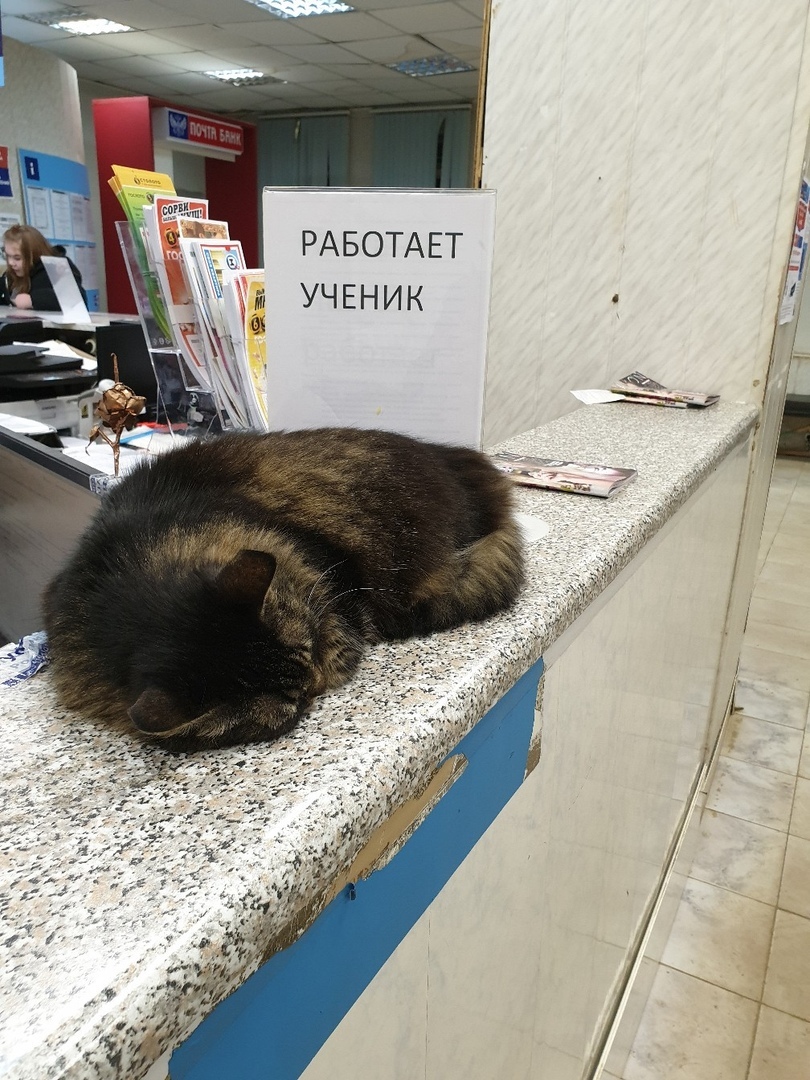 Master is resting... - Post office, cat, Dream, Animals