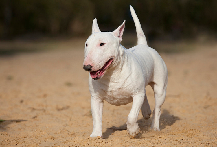 Wrote a few words. Rhyme is present. - Dog, Poems, Bull terrier, Fighting dog, , Toy Terrier