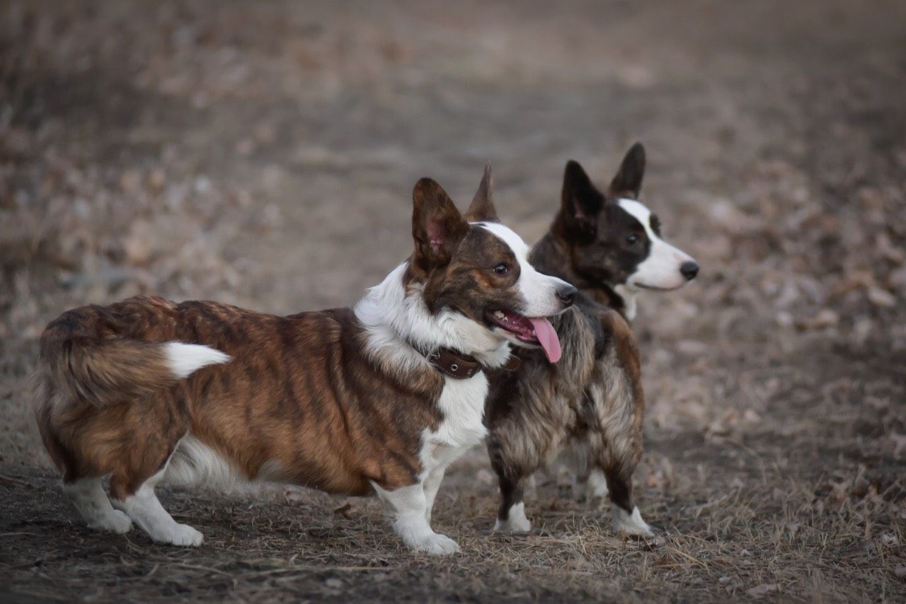 Spring cardigans - My, Dog, Corgi, Walk, Longpost