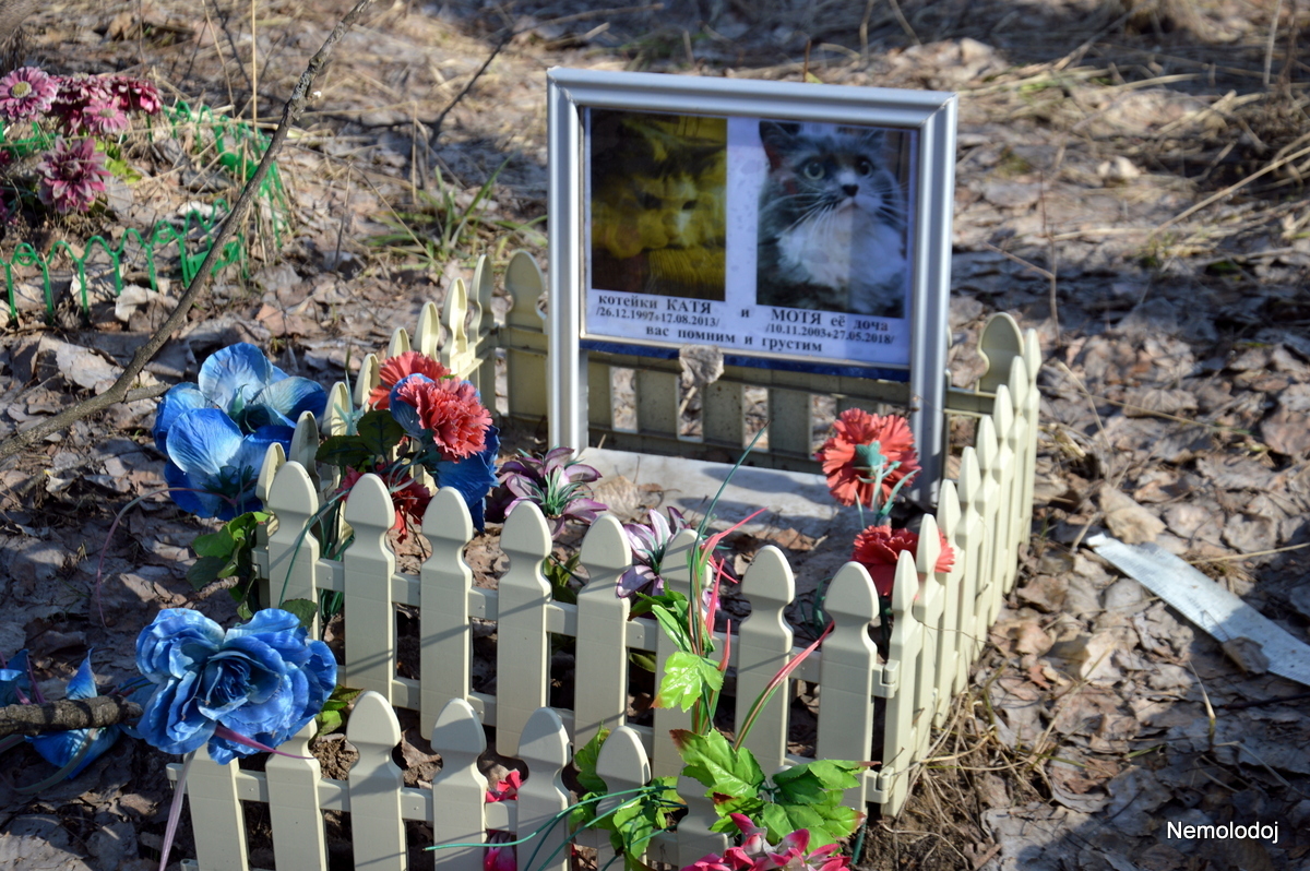 Pet cemetery - My, Pet cemetery, Dogs and people, Beginning photographer, Reflections, Longpost, Thoughts, Pets, Cemetery