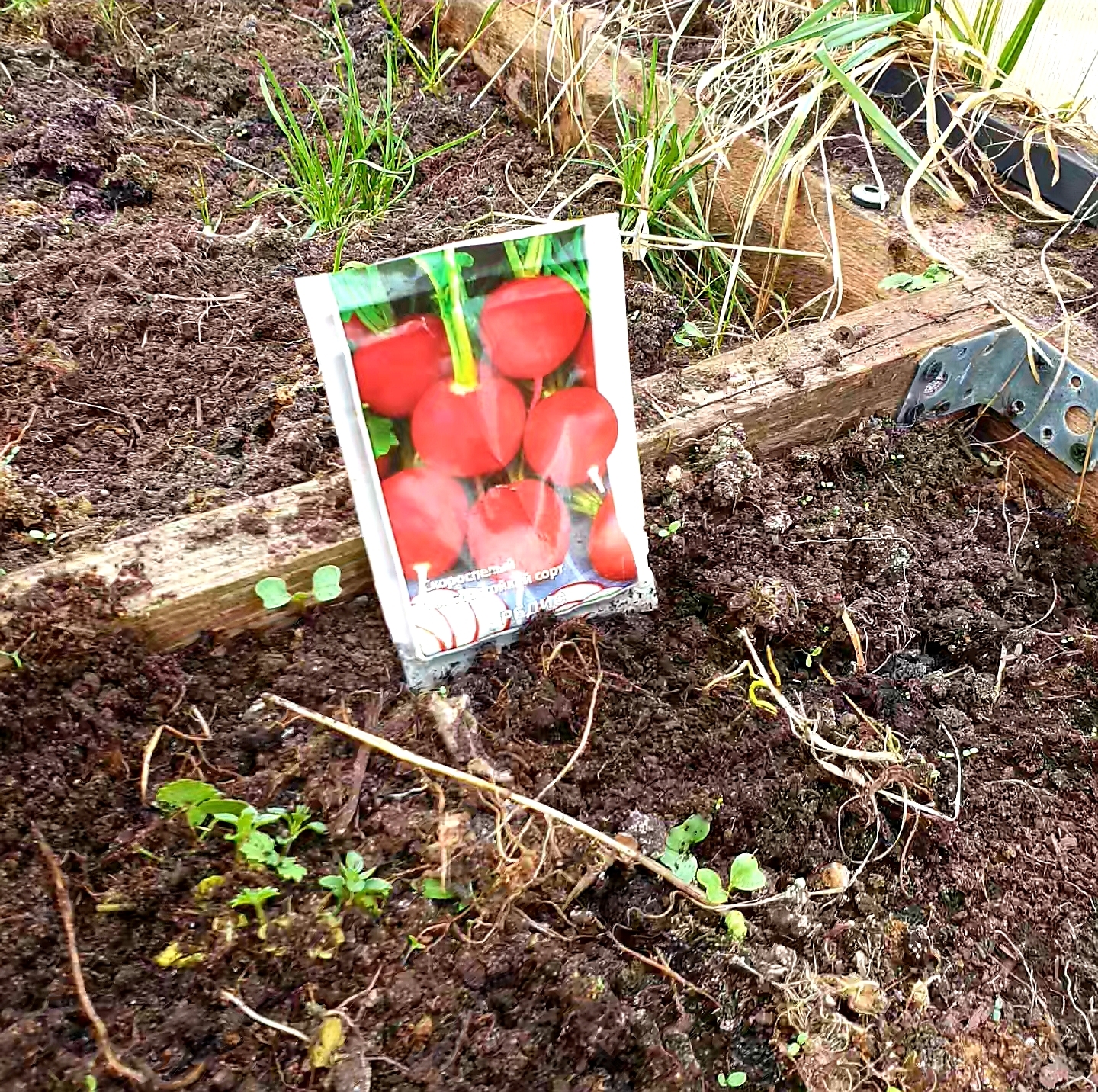 Cheerful radish. - My, Radish, Garden, Longpost, Video