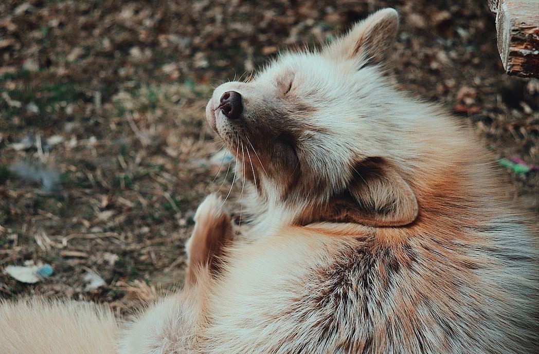 Третий пак лисичек - Фотография, Лиса, Фыр, Длиннопост, Мило, Милота