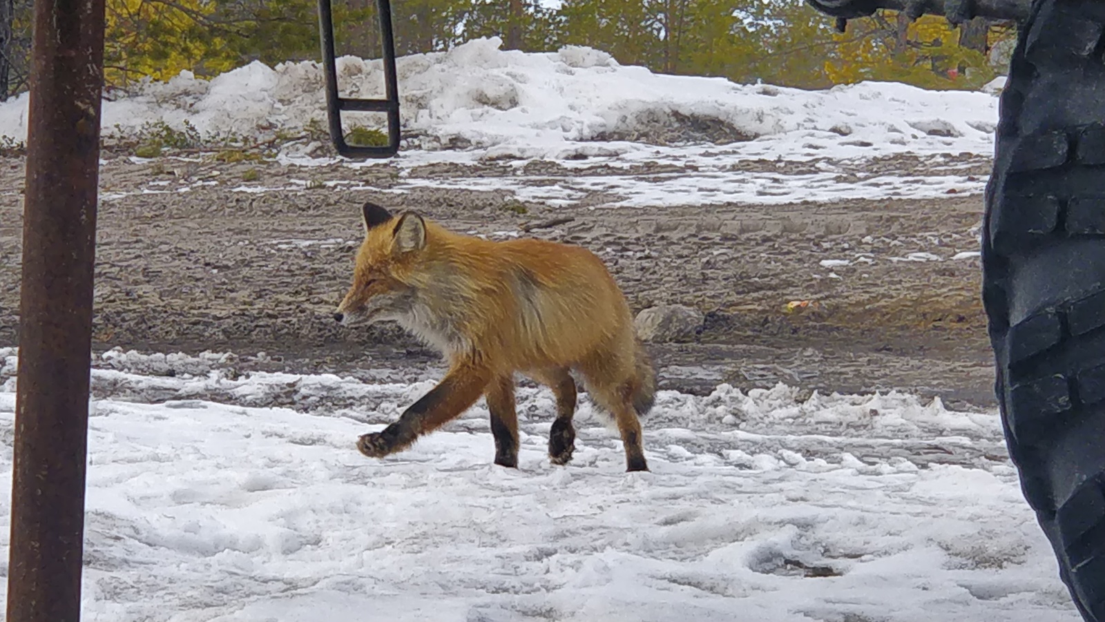 forest miracle - My, Fox, Animals, Nature, Longpost