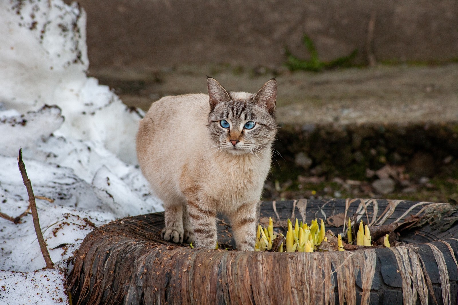 Cat - My, cat, The photo, Walk