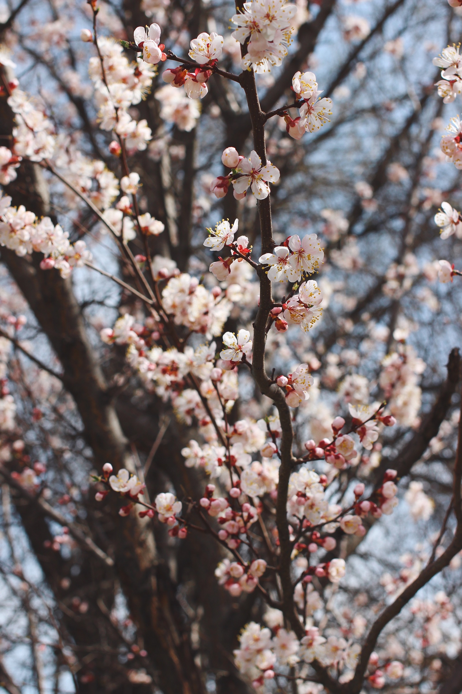 Has Spring already arrived in your city? - My, Macro, Nature, Flowers, Spring, The photo, Bloom, Longpost, Tree, beauty of nature, Macro photography