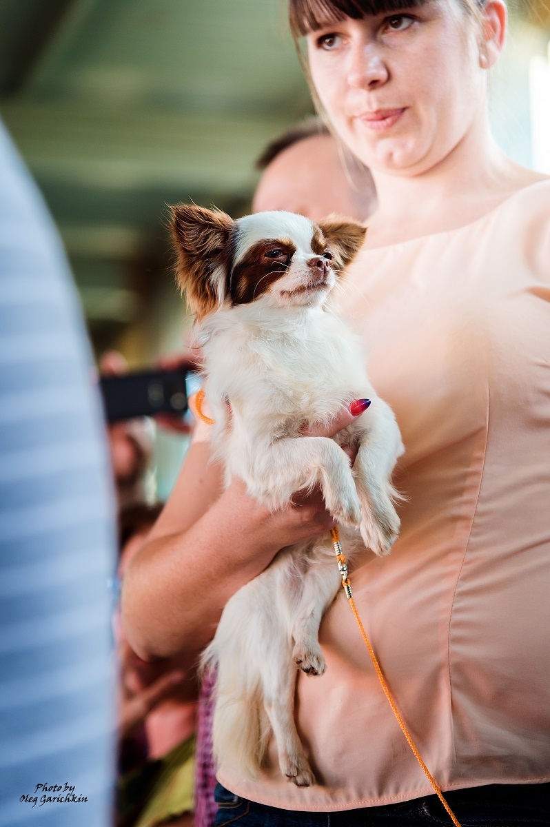 Another series of reportage pictures from dog shows that took place in the South of Russia in 2018, pleasant viewing))) - My, Dog, Dogs and people, Dog show, Animalistics, Longpost