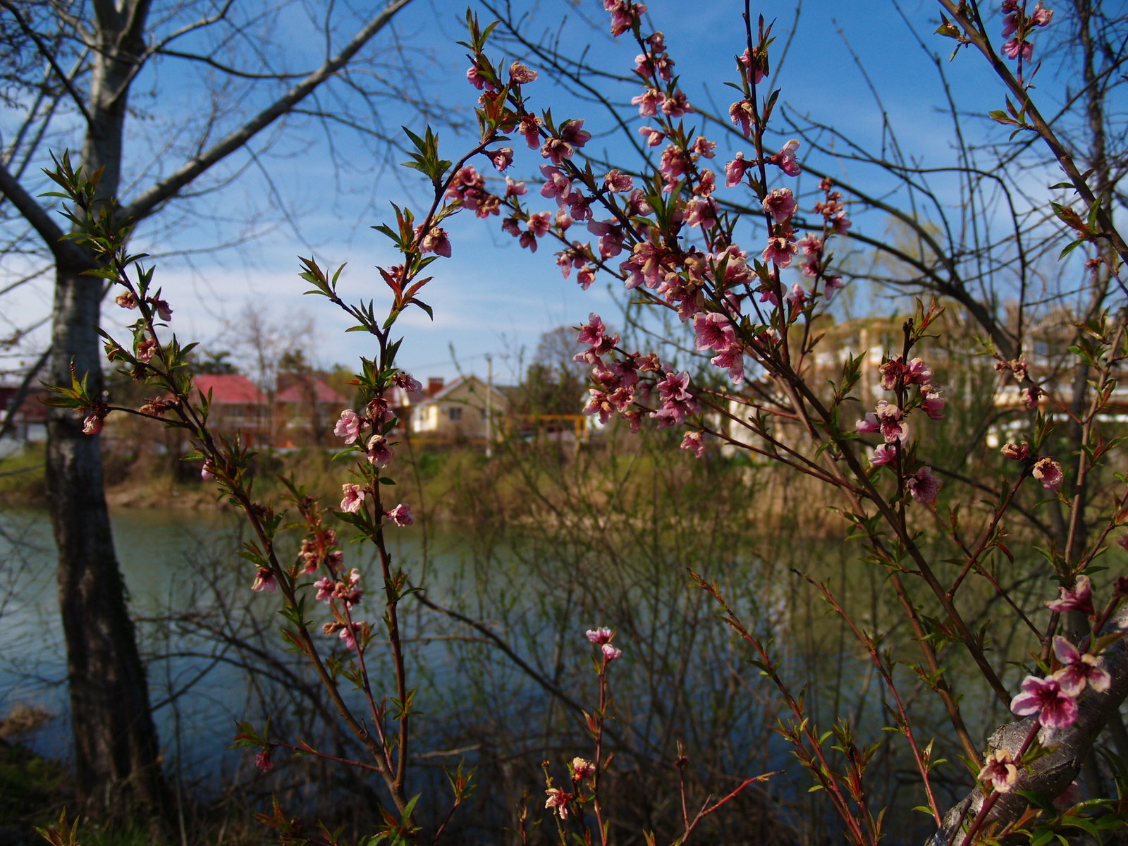 Spring came - My, The photo, Nature, Spring, Flowers, Gelendzhik