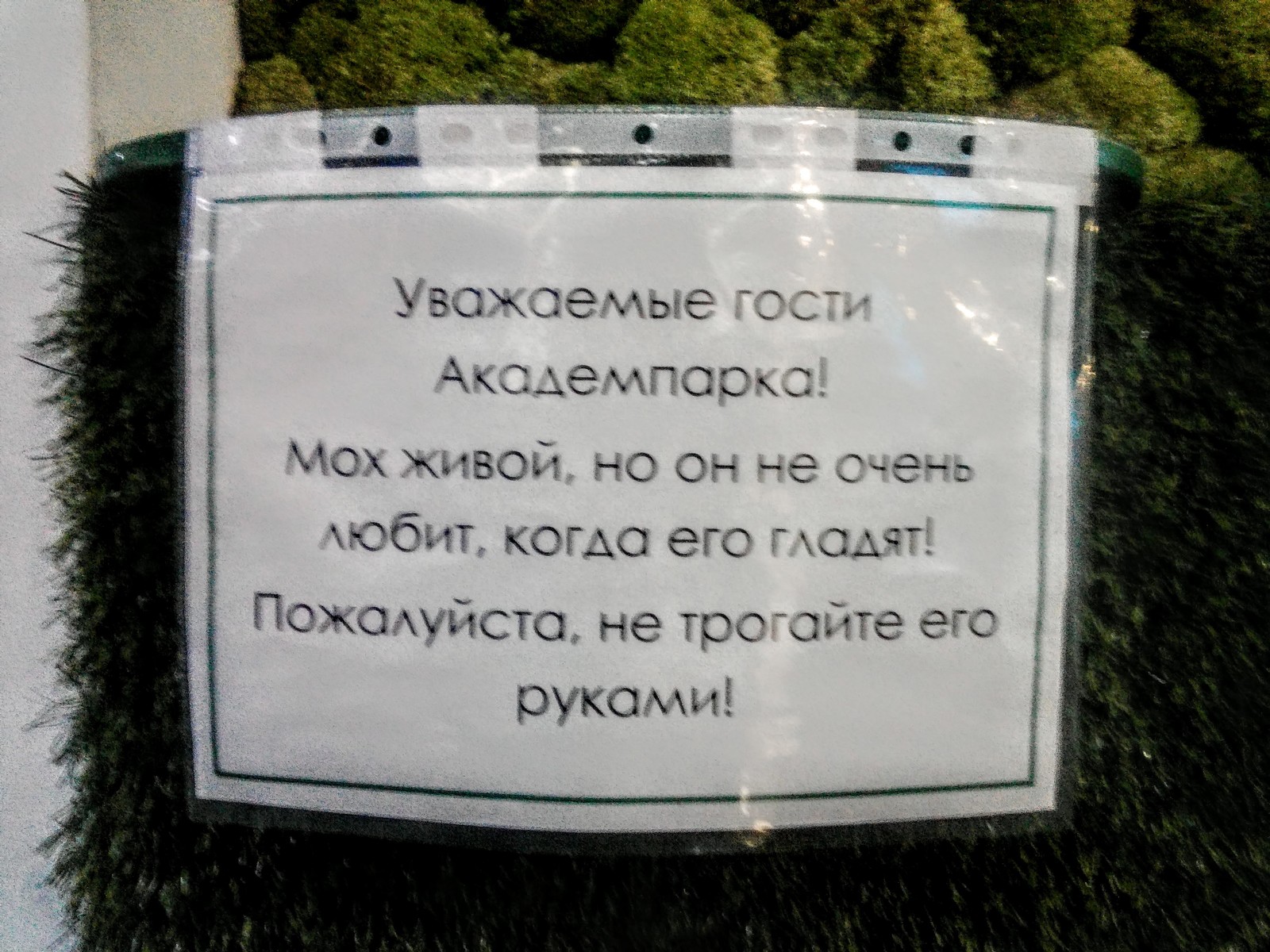 We are all a bit of moss from the Academy Park - My, Announcement, Post #7136406, Novosibirsk, Do not touch, Irritation, Request, Photo on sneaker, Moss