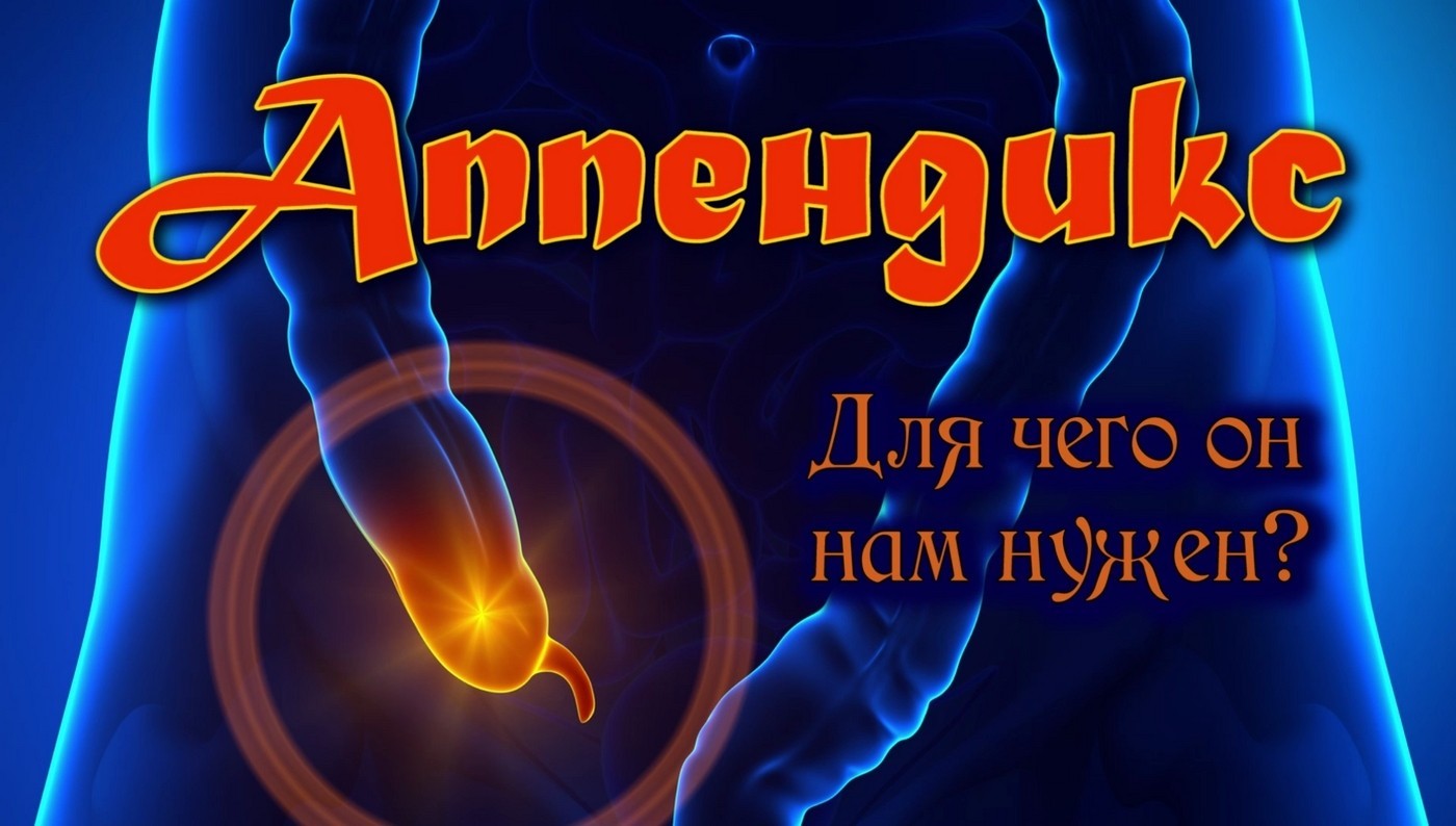 А Вы знаете зачем нужен аппендикс??? | Пикабу