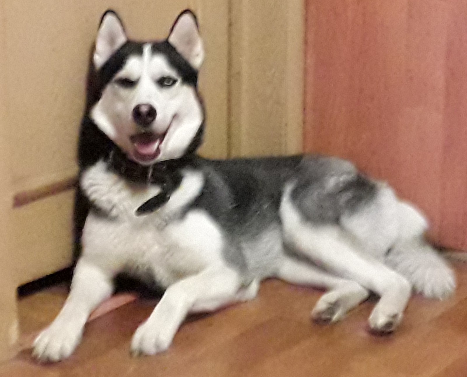 Husky posing) - My, Husky, Siberian Husky, Dog, Longpost