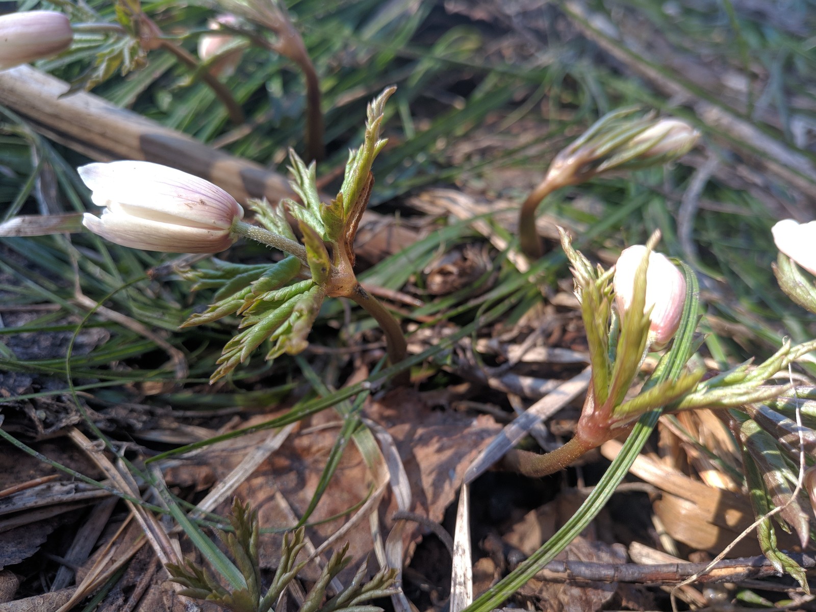 Mundybash. Spring. Walk - My, Gornaya Shoria, , Spring, Longpost