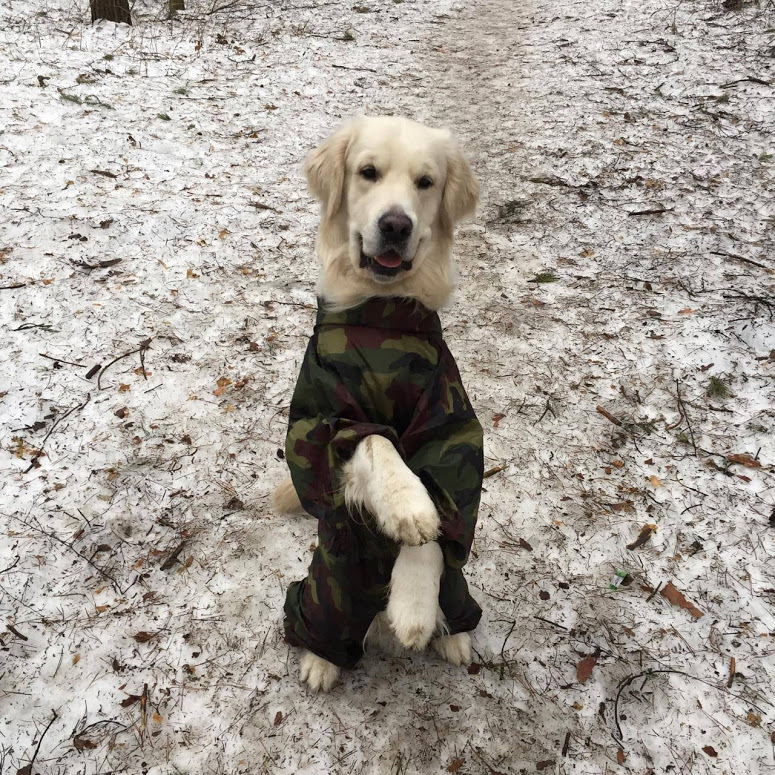 Ready for spring call - My, Golden retriever, Dog, Spring, Longpost